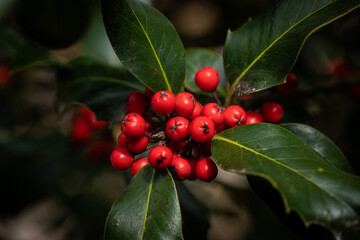 Showy red sprig of holly with tree branch and green leaves