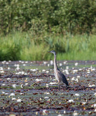 A Great Blue Heron (ardea herondias) wading across a marsh full of water lilies in Muskoka 