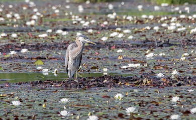 A Great Blue Heron (Ardea herondias)  standing in a marsh full of white lilies