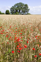 Poppies in a ripe field of wheat at Mont Saint Michel, Normandy, France