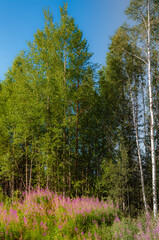 Obraz premium forest