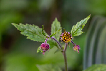 Geum rivale flower in forest	