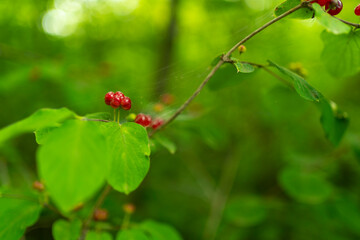 Flowers in a green forest