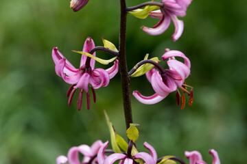 un bel fiore di montagna di colore fucsia in estate, i prati di montagna ed i fiori selvatici
