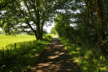 View on shady cycling track between trees in rural landscape - Germany, between Suchteln and Kempen