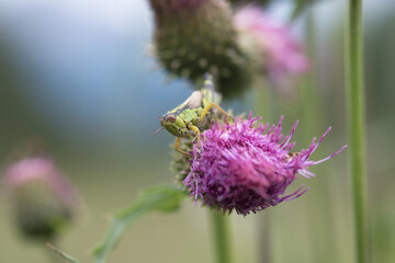 un bell'esemplare di cavalletta con il suo bel colore verde e marrone appoggiata su una foglia alle...