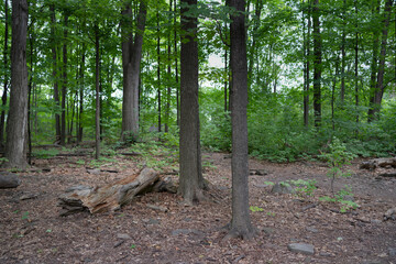 Fototapeta premium Green forest on a summers day