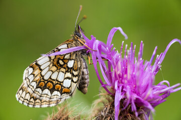 una bella farfalla appoggiata su un fiore mentre si riposa alle prime luci del mattino, macro di farfalle colorate, dettaglio delle ali di farfalla