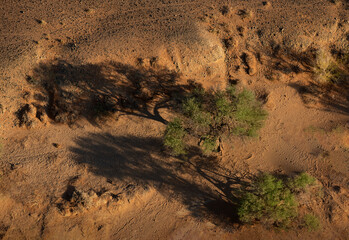 Aerial View of Trees and Shadows in Namib Desert