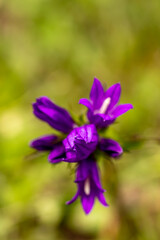 Fototapeta premium Campanula glomerata flower growing in the field, close up