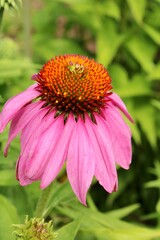 Pink Coneflower in the Garden