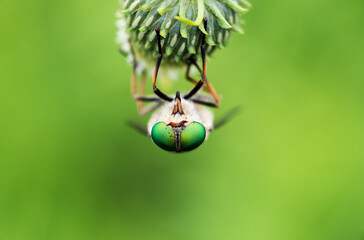 un insetto con un paio di bellissimi occhi appoggiato su un fiore alle prime luci del mattino, macro di occhi verdi sgargianti di tafano - obrazy, fototapety, plakaty