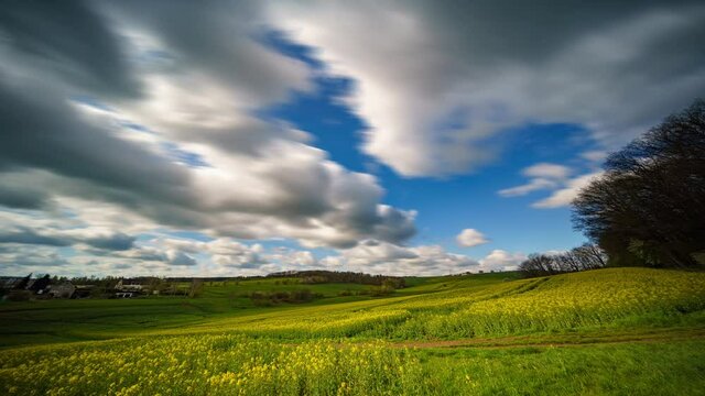 White clouds against a blue sky over a timelapse canola field. Summer sunny day rape field landscape time lapse
