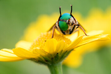 un insetto con un paio di bellissimi occhi appoggiato su un fiore alle prime luci del mattino, macro di occhi verdi sgargianti di tafano