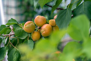 Large ripe apricots on a tree branch in the garden. Maturing apricots on tree branch during summer time, fruit development. Concept of nature, organic food and gardening.