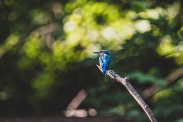 Eisvogel in Ufernähe