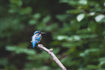 Eisvogel in Ufernähe