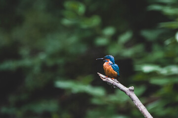 Eisvogel in Ufernähe