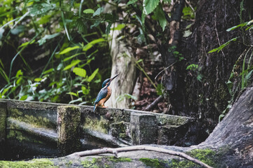 Eisvogel in Ufernähe