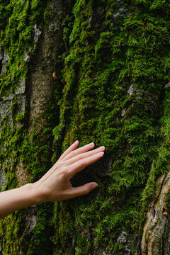 Girl hand touches a tree with moss in the wild forest. Forest ecology. Wild nature, wild life. Earth Day. Traveler girl in a beautiful green forest. Conservation, ecology, environment concept