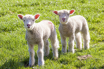 Twin Cotswold lambs in the Cotswold village of Middle Duntisbourne, Gloucestershire UK