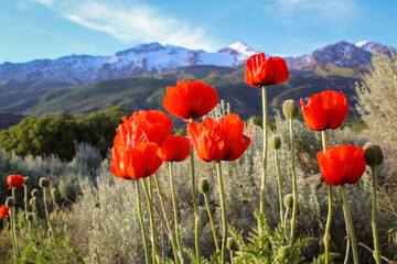 Red Poppies in the Mountains
