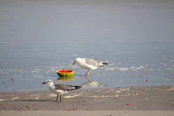 A birds Lunch