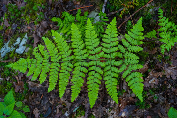 Fern on hiking trails in the Welsh forest