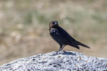 a beautiful black bird perched on a rock in the field