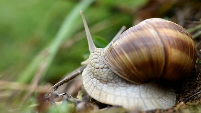 una bella lumaca intimorita dalla presenza di un fotografo mette fuori pian piano la testa