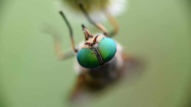 un insetto con dei bellissimi occhi verdi smeraldo mentre si riposa su un  fiore alle prime luci del mattino, un bell'esemplare di tafano con i suoi caratteristici occhi verdi
