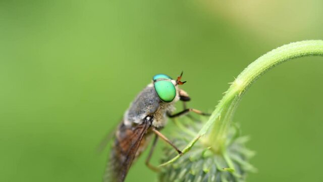 un insetto con dei bellissimi occhi verdi smeraldo mentre si riposa su un  fiore alle prime luci del mattino, un bell'esemplare di tafano con i suoi caratteristici occhi verdi