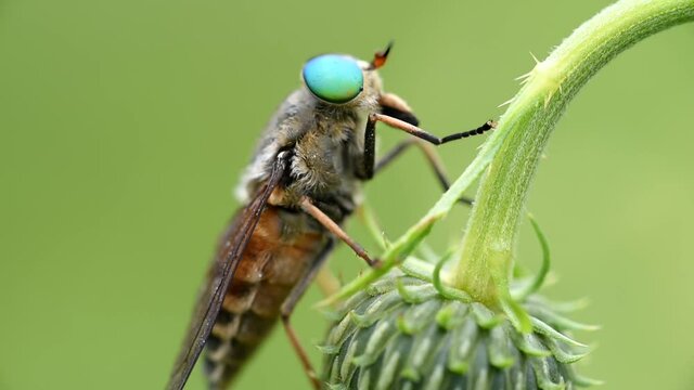 un insetto con dei bellissimi occhi verdi smeraldo mentre si riposa su un  fiore alle prime luci del mattino, un bell'esemplare di tafano con i suoi caratteristici occhi verdi
