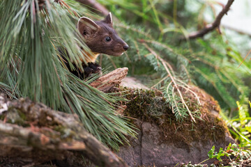 American Pine Marten (Martes americana) Kit Peers Out From Behind Pine Boughs Summer