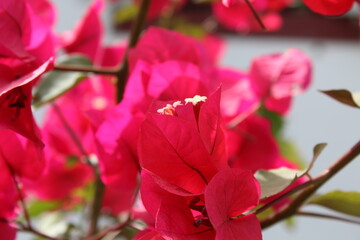 Bouganville flower