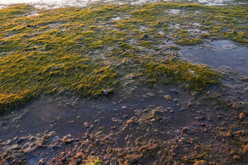 Sea shore full of blooming stinky seaweed caused by hot summer weather with no wind. Sea water cleanliness and quality.