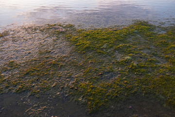 Sea shore full of blooming stinky seaweed caused by hot summer weather with no wind. Sea water cleanliness and quality.