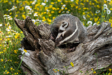 North American Badger (Taxidea taxus) Cub Sniffs and Claws at Log Summer