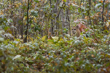 Cougar (Puma concolor) Stands Behind Brush Autumn