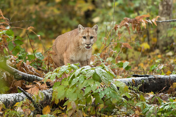 Cougar (Puma concolor) Looks Out From Atop Logs Autumn