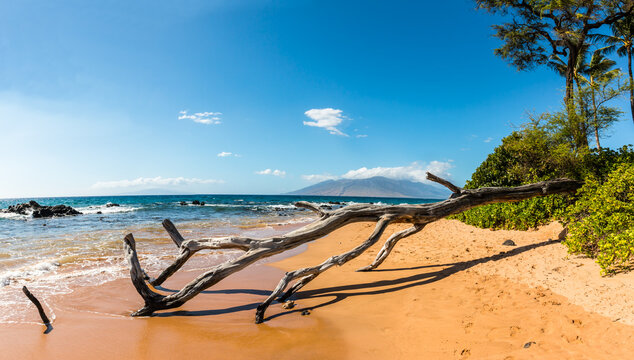 North Maui and Driftwood on The Beach of Charley Young Beach, Maui, Hawaii, USA
