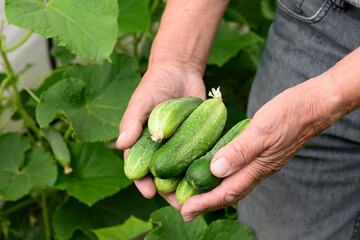 The old farmer's hands are holding fresh cucumbers. Harvest, harvesting, organic farming.