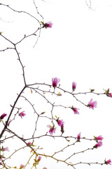 Budding magnolia in spring