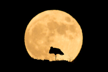 Stork silhouette with big full moon. Super yellow moon night. Details of the moon, with a stork and a black background