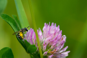 bee at work on clover flower collecting pollen. bright delicate pink clover flower, honey bee. macro nature, wild wildflower, useful insect, spring or summer sunny day, close-up. natural background