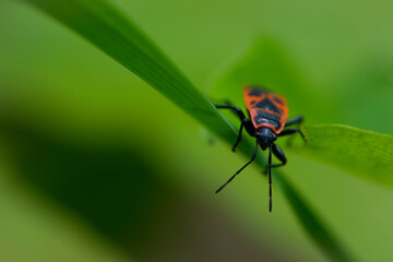 Naklejka premium Spilostethus pandurus. Bug soldier on a green background close-up. macro nature. the insect sits on a branch. bright red beetle. red and black color. the first beetle in early spring