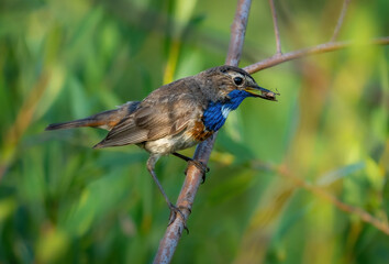 A male bluethroat bird with a beetle in its beak sits on a branch of a shrub