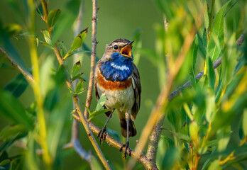 A male bluethroat bird sits on a branch of a shrub and sings its song