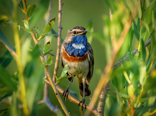A male Bluethroat bird sits on a branch of a shrub 