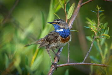 A male Bluethroat bird sits on a branch of a shrub 